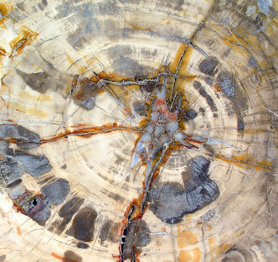 Ancient Wonders - Fossil wood beautiful 54cm centre